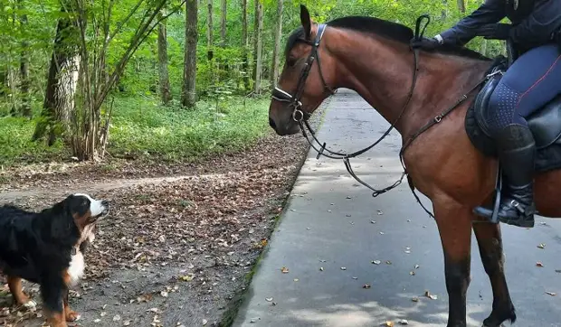 В Битцевском парке появятся маршруты для конных прогулок