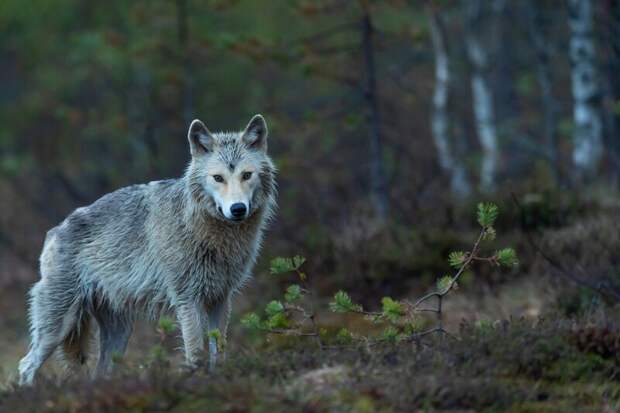 В Бурятии спустя два месяца отменили карантин, объявленный из-за бешеного волка