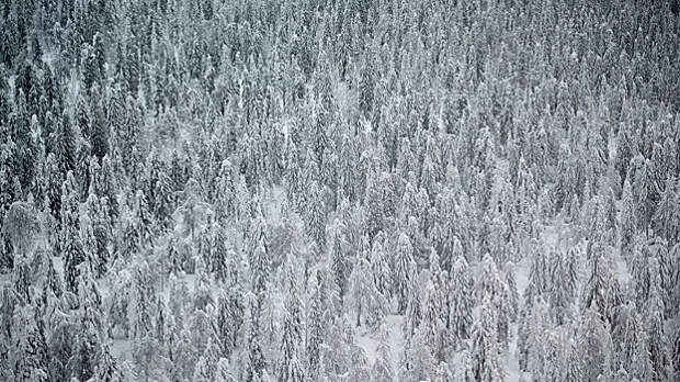 В Красноярской тайге исчез 55‑летний экс‑спецназовец — поиски длятся неделю