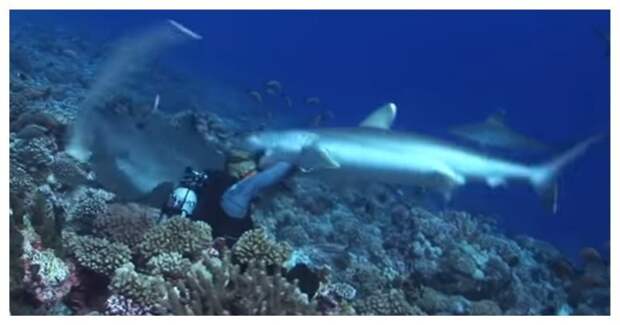 Акула зубами сорвала маску с лица дайвера у побережья Полинезии акула, видео, дайвер, животные, маска, нападение, повезло
