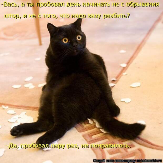 Лучшие котоматрицы недели (50 фото)