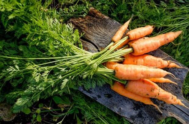 Морковь кудрявится – почему и что делать