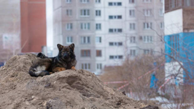 Бродячий пес, бездомные животные / Фото: amic.ru 