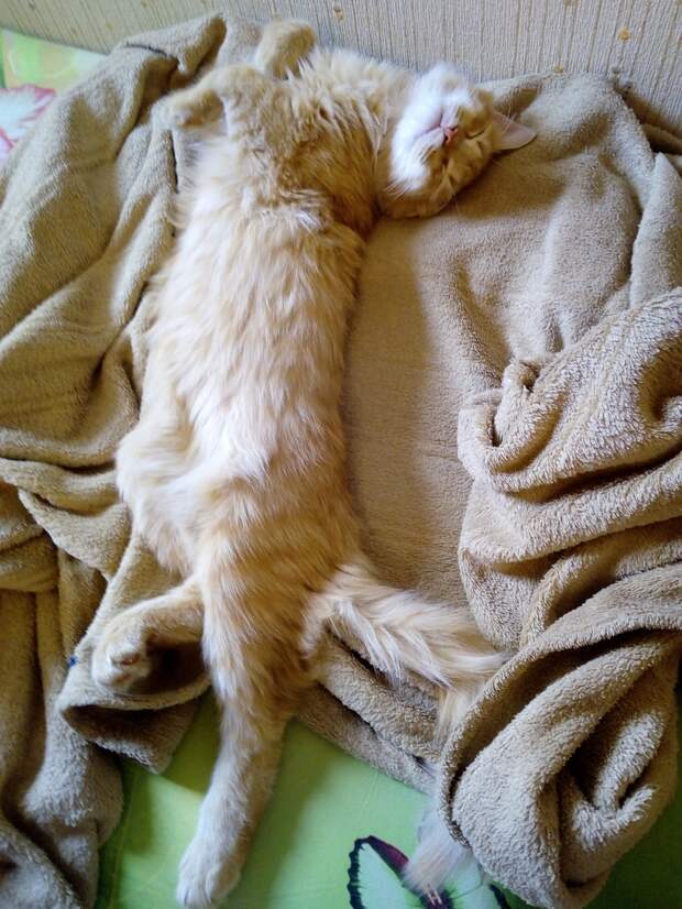 коту повезло кот на кровати