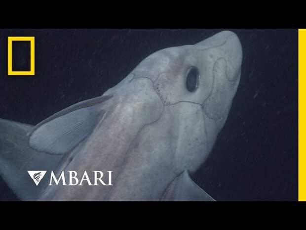 Картинки по запросу "Акула-призрак" впервые попала на видео