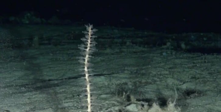 Губка Chondrocladia concrescens. Открыли ее еще в 1888 году и у этой губки действительно есть палочкообразные придатки на вертикальном стебле и их по четыре (иногда по шесть) на уровне и каждый заканчивается овальным наростом.