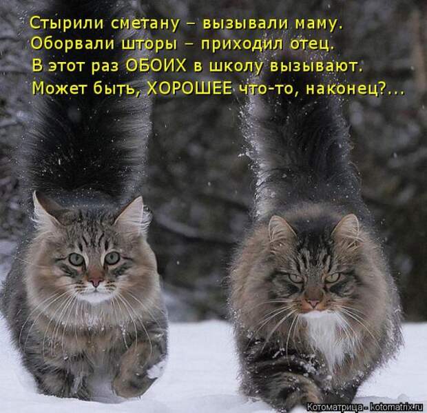 Лучшие котоматрицы недели (50 фото)