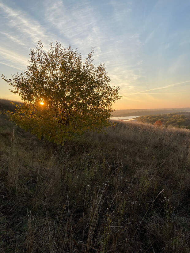 лучик солнце согревает кустик