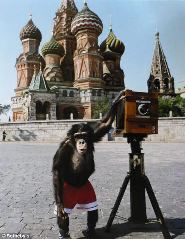 Фотографии Микки — циркового шимпанзе, которого Виталий Комар и Александр Меламид учили делать фотографии на Красной площади. СССР, коллекция, фото