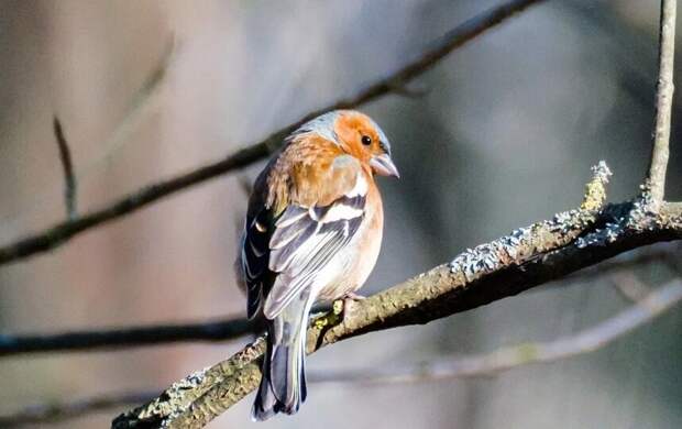 Петербург ждёт солнечная и сухая погода с температурой выше нормы