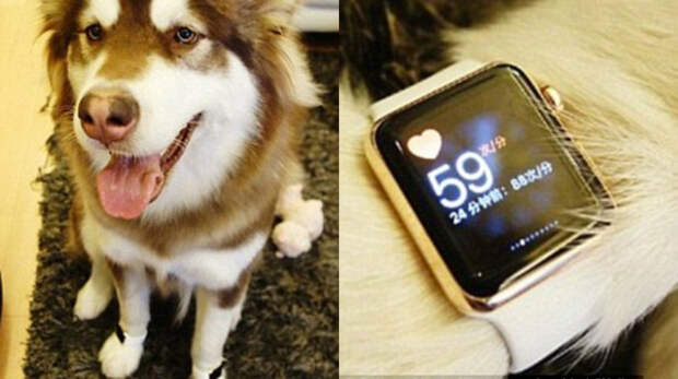 Сын богатейшего жителя Китая подарил своей собаке восемь iPhone 7 iphone 7, китай, подарок, собака