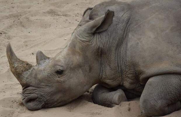 Французские туристы нацарапали свои имена на спине носорога