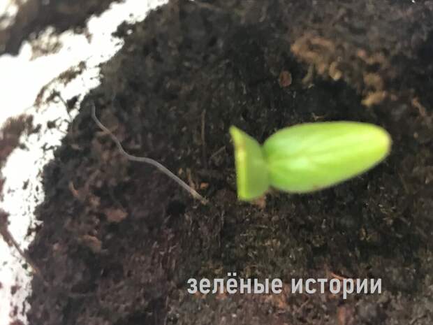 Это на 5-й день от посева