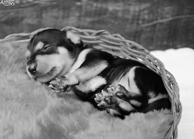 собака с фотосессии родила 5 щенков 