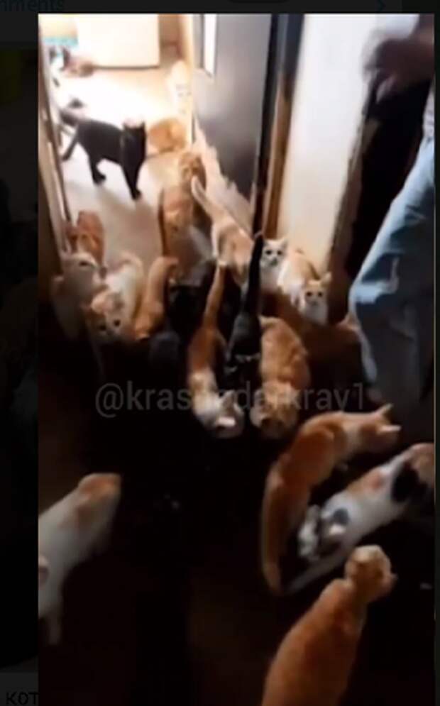 50 кошек, найденных в одной из квартир Краснодара, останутся жить с хозяйкой