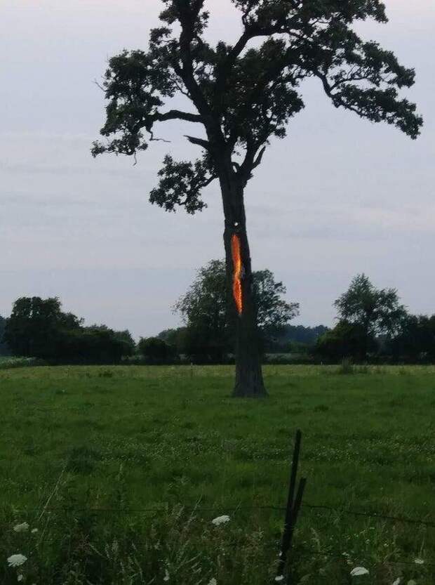 В это дерево недавно ударила молния