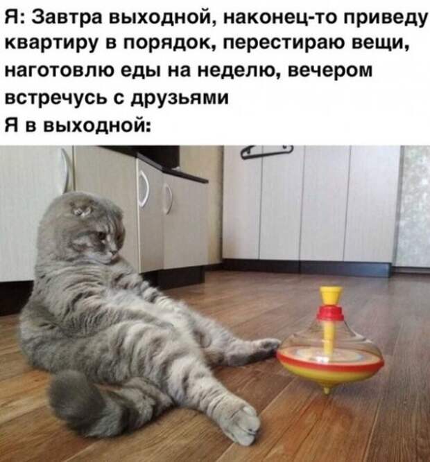 Смешные фотомемы ждут