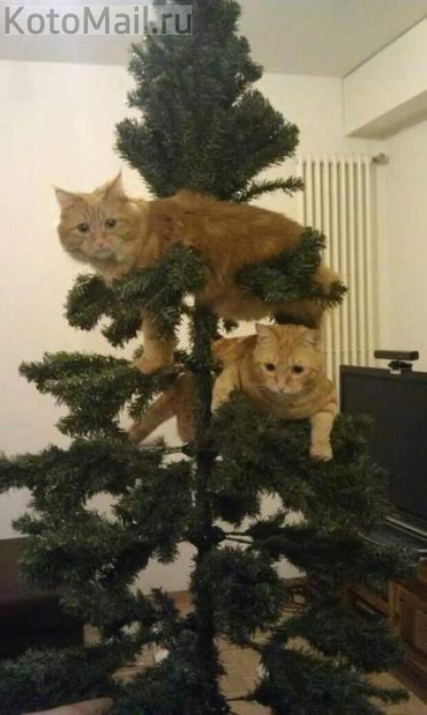 Коты и елка