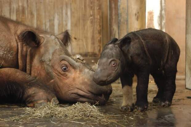 Суматранский носорог животные, интересно знать, факты