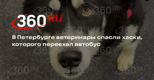 В Петербурге ветеринары спасли хаски, которого переехал автобус