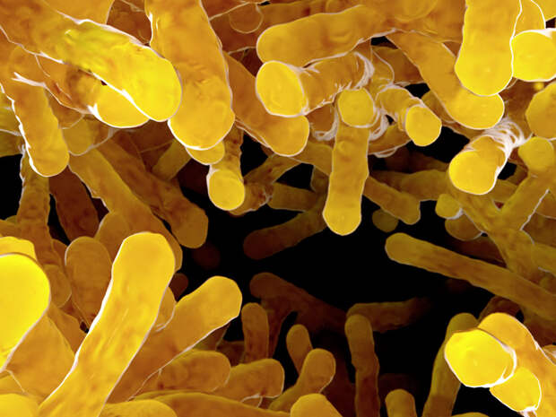 F0131534-Bacteria.jpg
