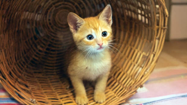 Подарок для внучки