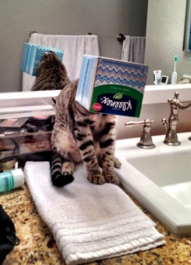 смешные коты кошка застряла