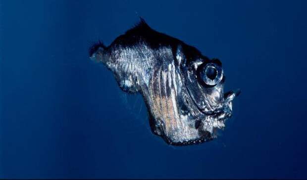 Рыбы океанов: виды, названия, описания