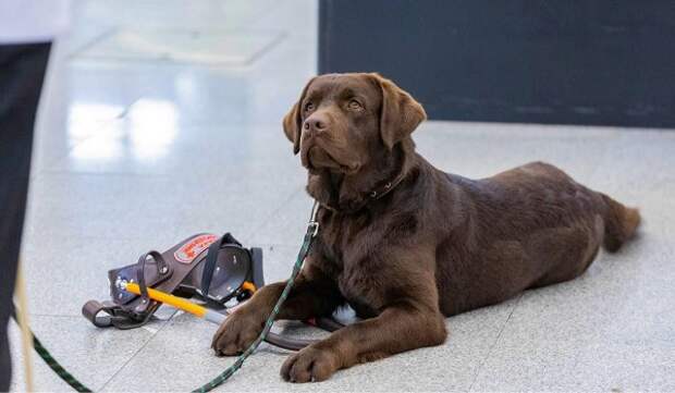 Еще 60 собак-проводников подготовят для помощи маломобильным пассажирам в метро в этом году