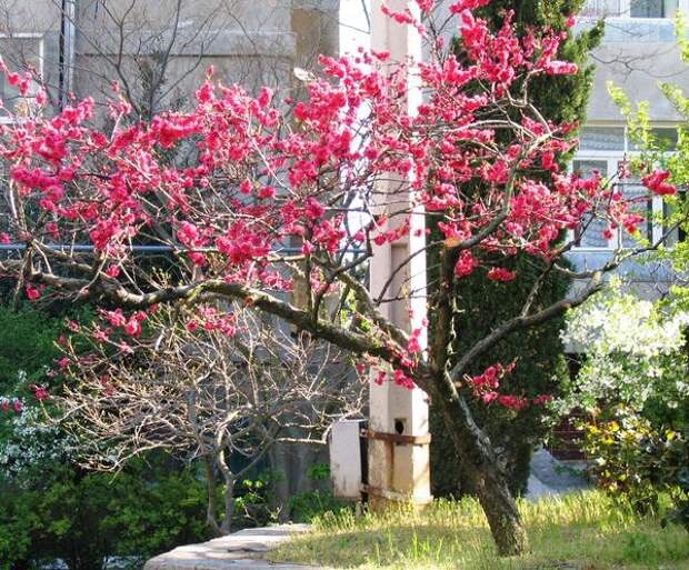 Ажурная крона декоративного персика в период цветения (весной), фото автора
