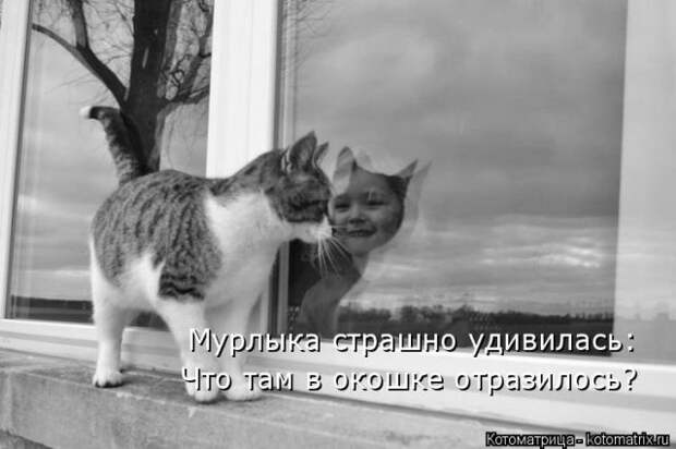 Лучшие котоматрицы недели (50 фото)