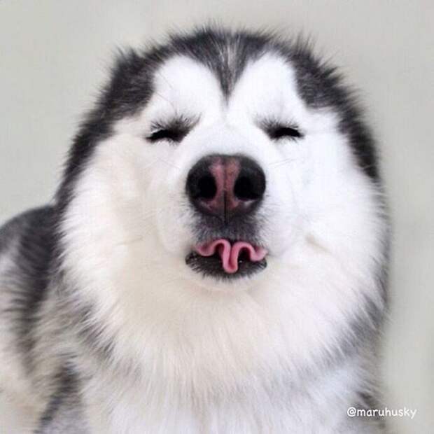 20 фото доказывающих, что Хаски — самые эмоциональные собаки