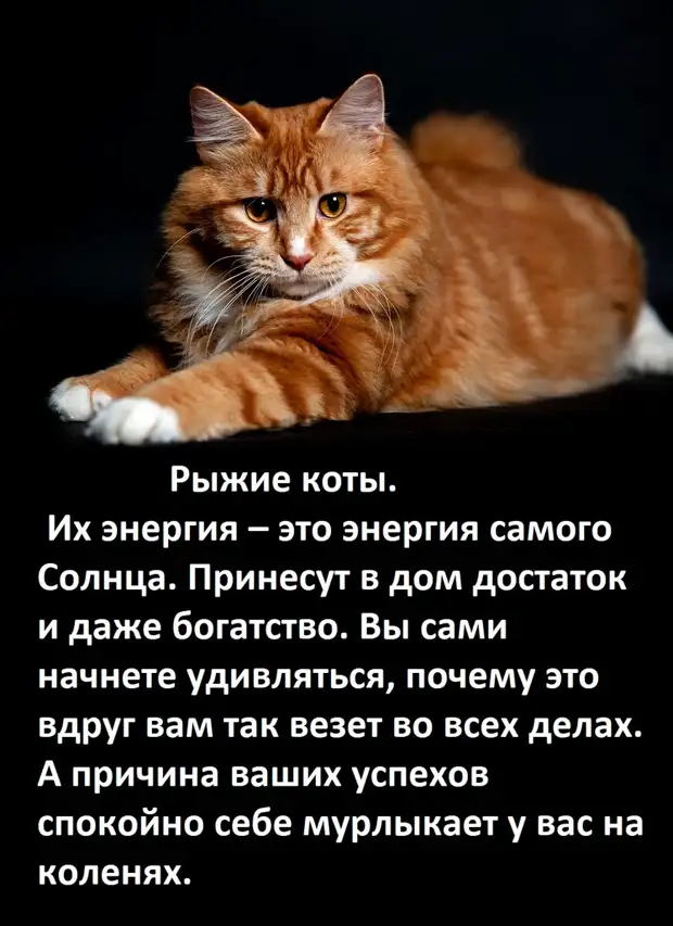 А ВЫ ЗНАЕТЕ, как цвет вашей кошки влияет на вашу судьбу?   Ссылка, первоисточник