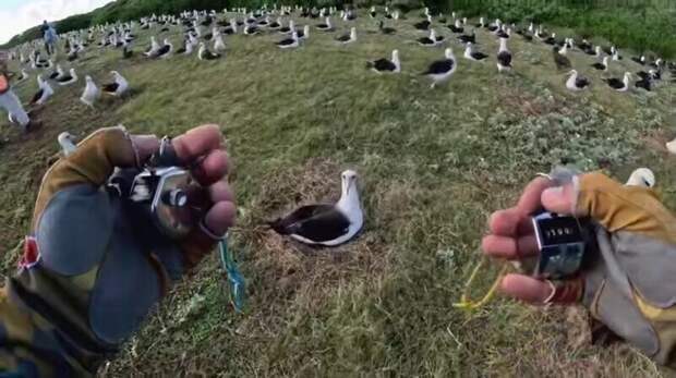 Подсчет гнезд крупнейшей в мире колонии альбатросов