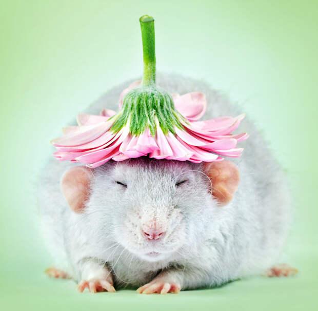 Фотопортреты очаровательных крыс 