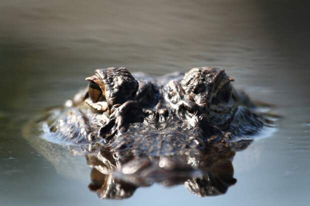 Florida Cops Remove 'Gary The Gator' From Elementary School But The Alligator Didn't Go Quietly (Video)