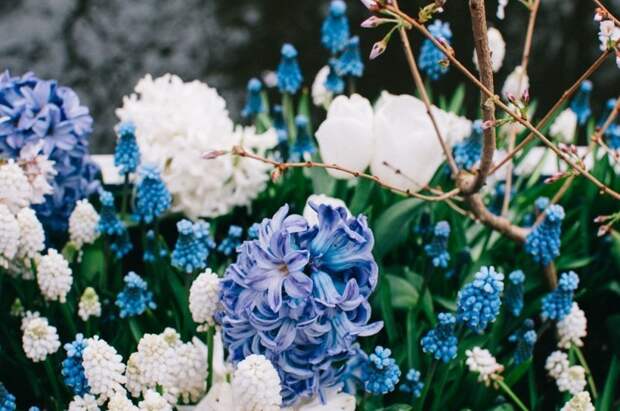 Парк цветов Keukenhof, апрель 2018 путешествия, факты, фото
