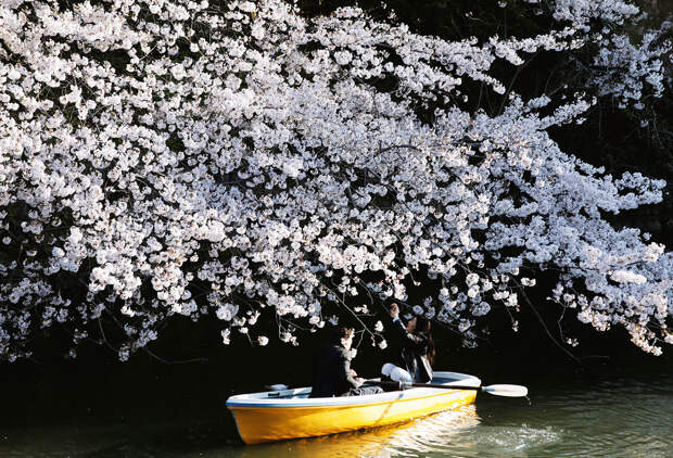 Пара плывет на лодке под цветущей сакурой в Токио