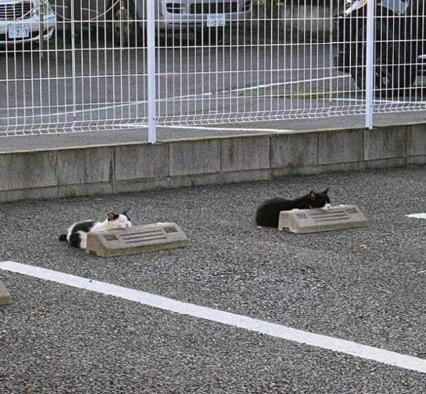Котикам нравится лежать на парковочных барьерах