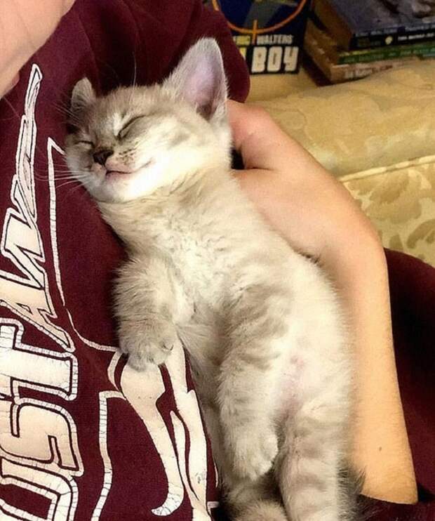 Спящий котенок Котенок спит