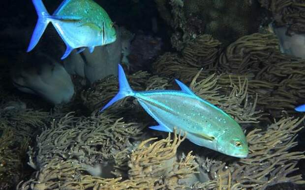 Каранкс-рыба-Описание-особенности-и-среда-обитания-рыбы-каранкс-17