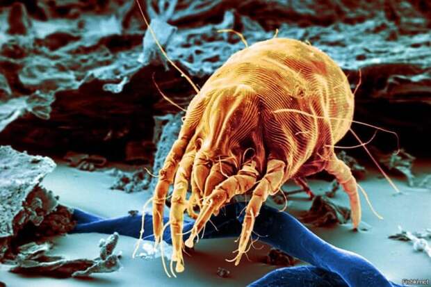 Какие паразиты живут в ковре?