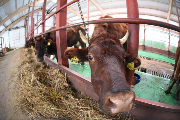 Онищенко объяснил, зачем в Новосибирской области уничтожают заражённый скот