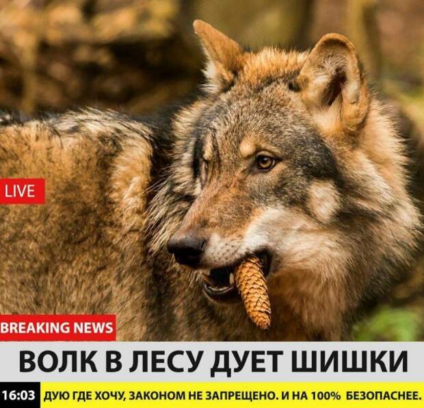 Нестандартный юмор :)
