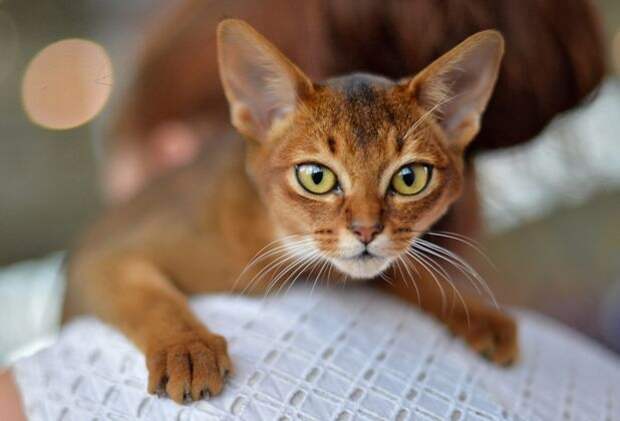 Хозяйка самого красивого кота в мире рассказала, когда покажет его в Москве