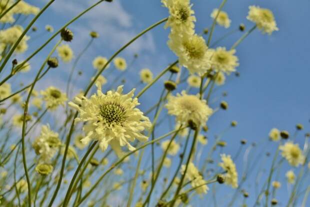 Цефалярия гигантская (Cephalaria gigantea)