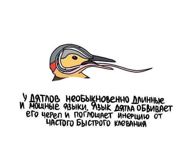 Интересные и короткие факты на все случаи жизни