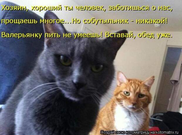 Лучшие котоматрицы недели (50 фото)