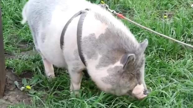 Подложил свинью: жители многоэтажки ополчились на соседа из-за мини-пига