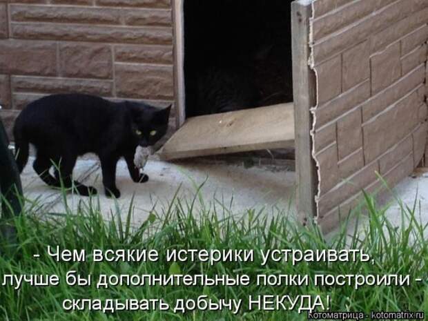 Самые лучшие котоматрицы прошедшей недели Самые лучшие котоматрицы прошедшей недели